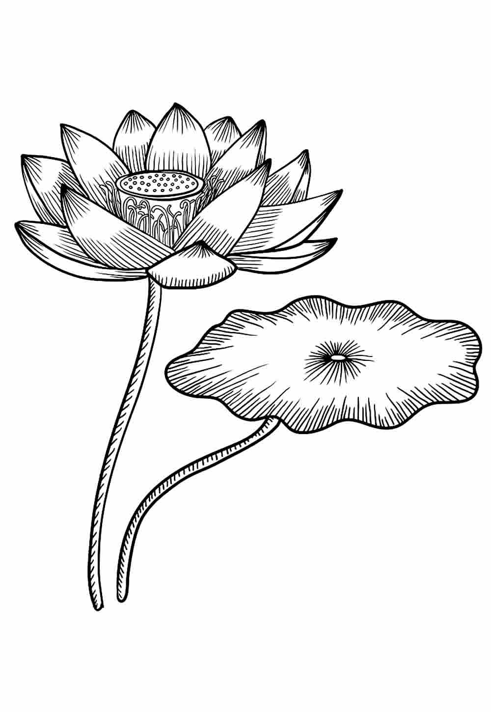 Desenho de Flor de Lótus