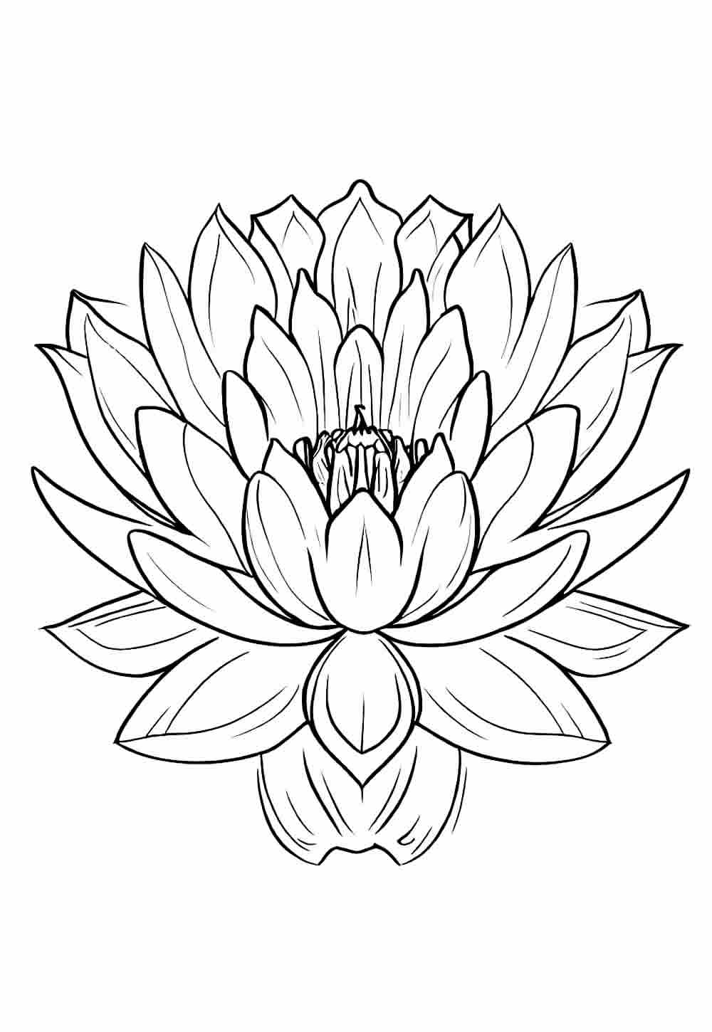 Desenho Flores de Lótus