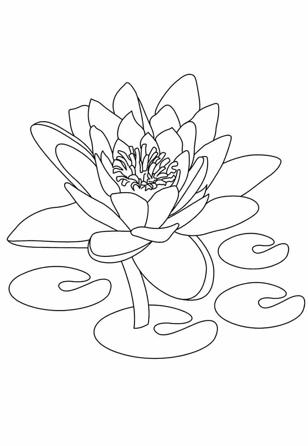 Desenhos Flor de Lótus