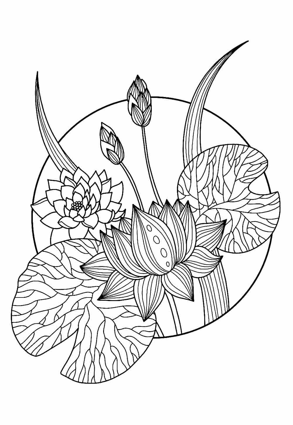 Desenho Flor de Lótus