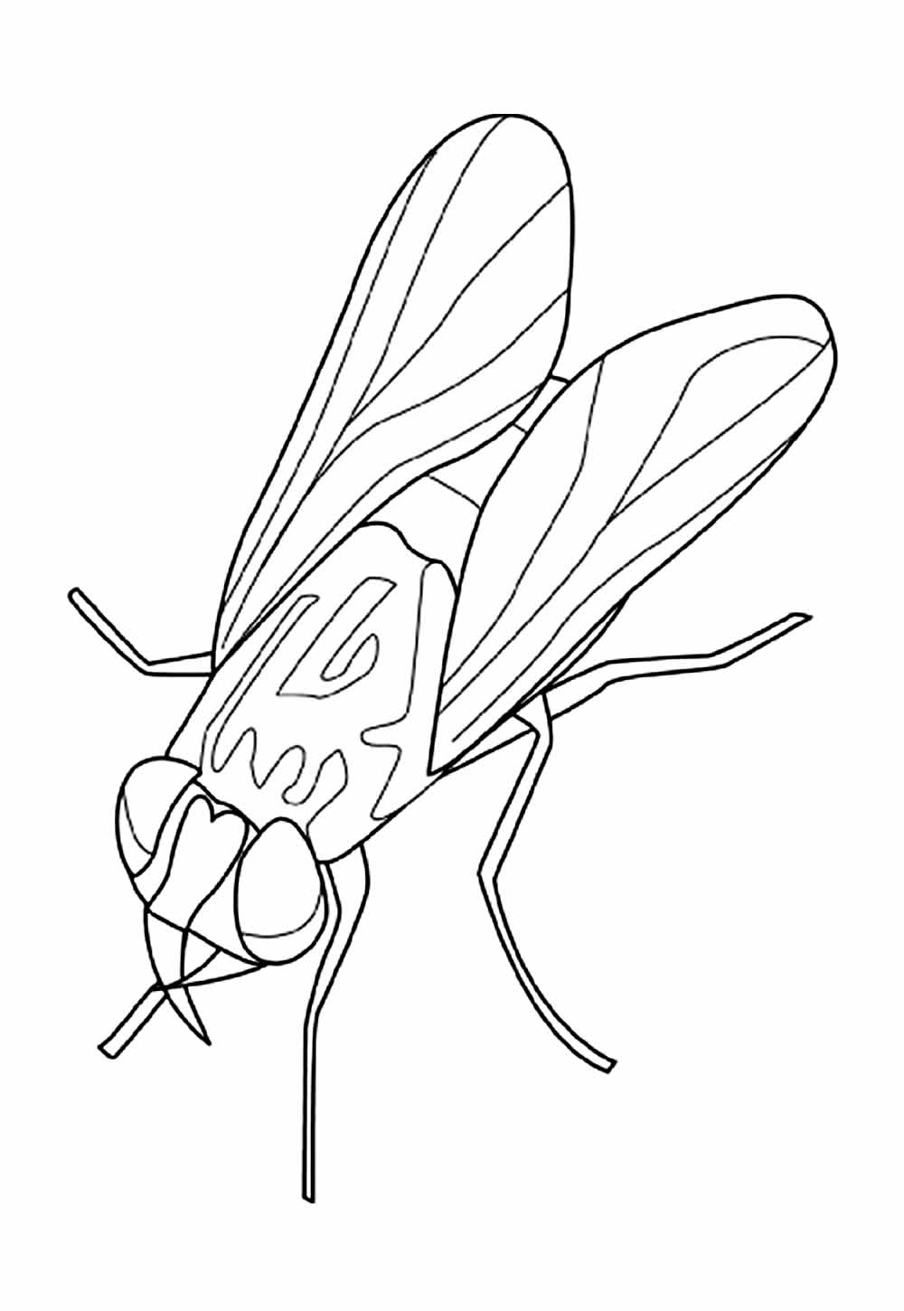 Desenho de Mosca para colorir