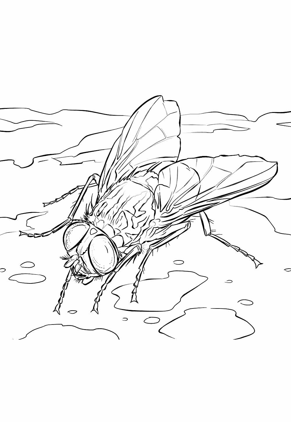 Mosca para colorir e pintar