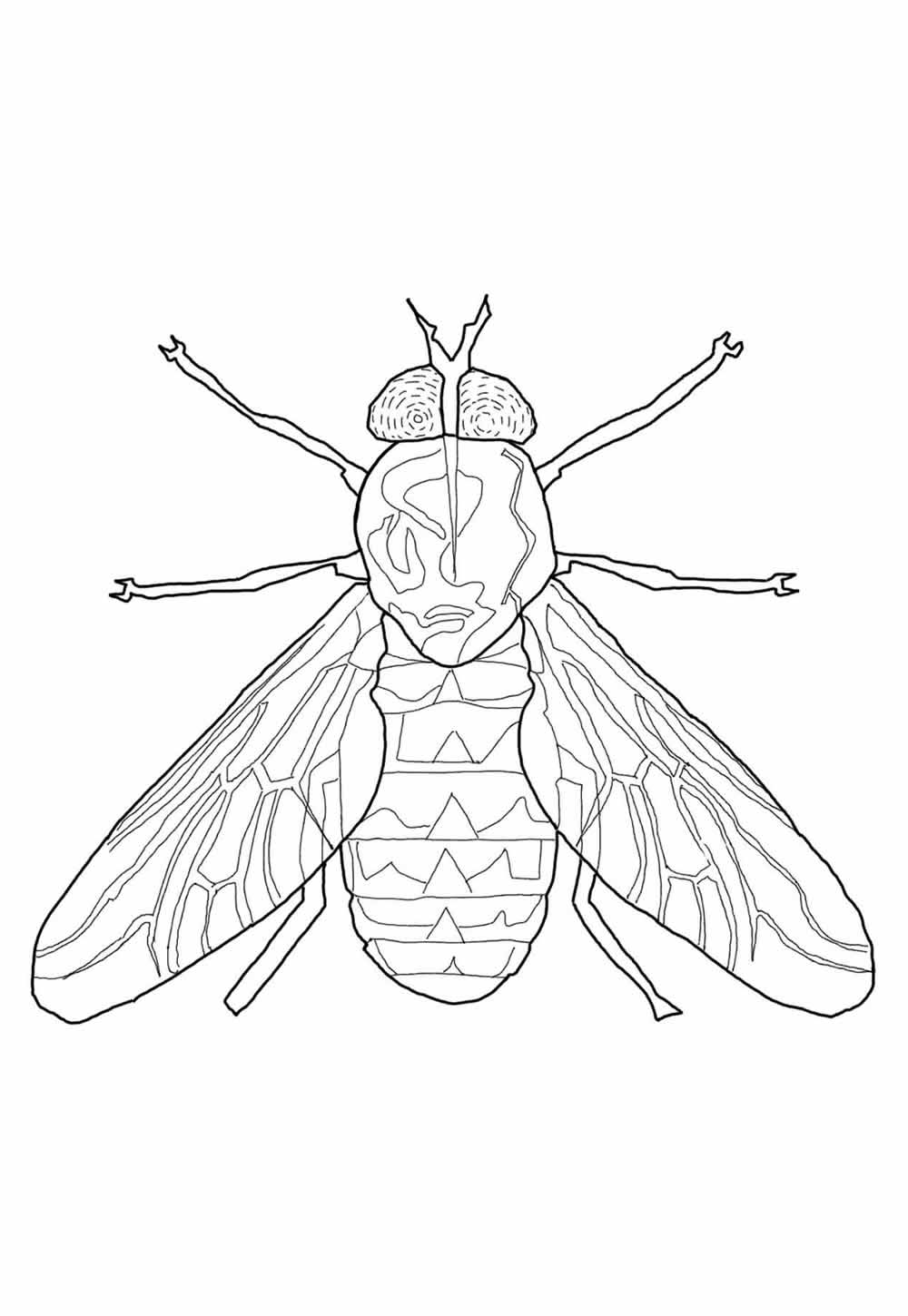 Desenhos Mosca Colorir