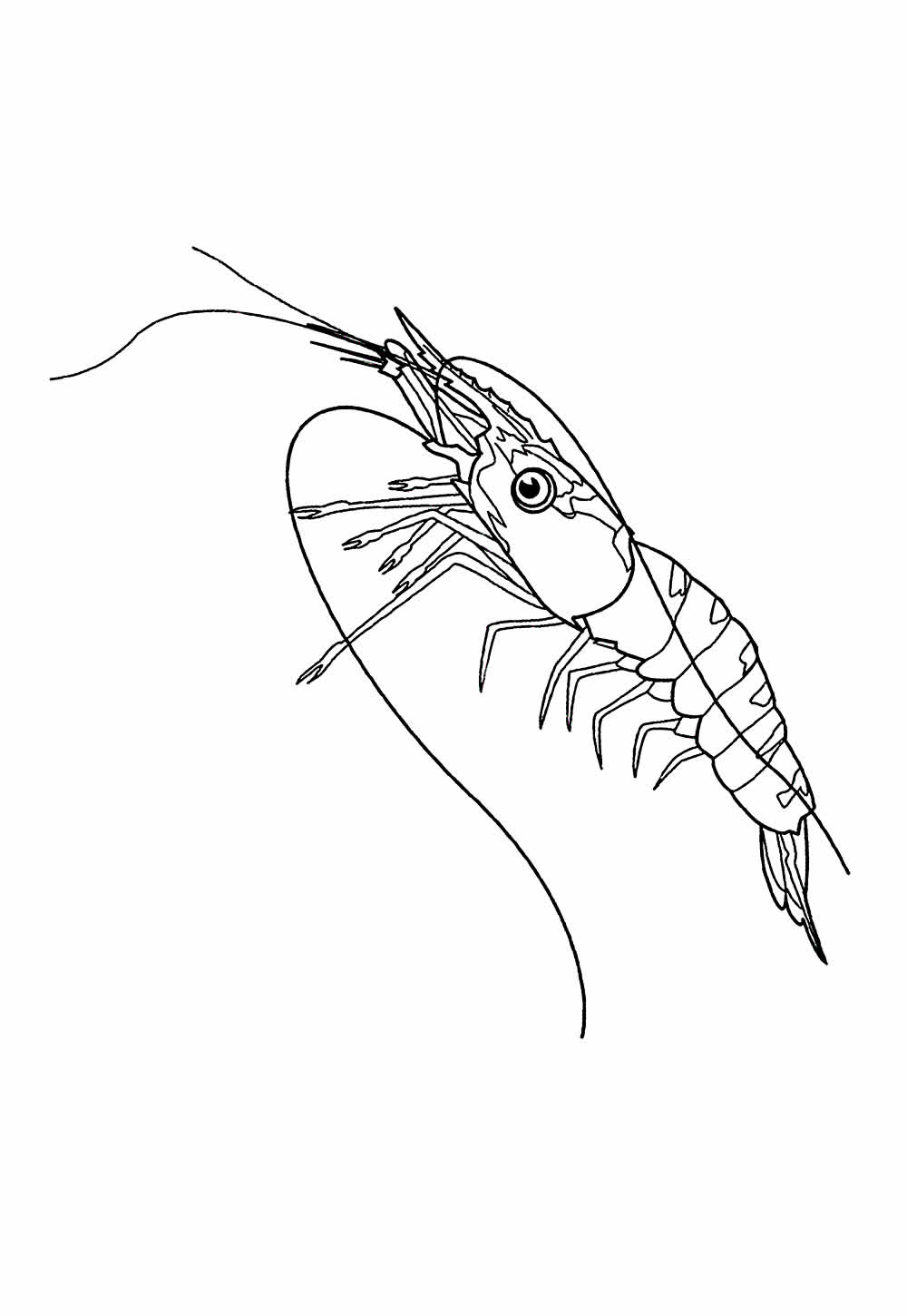 Desenho de Camarão para pintar
