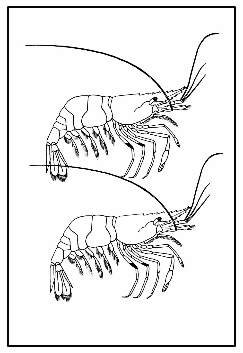 Desenho de Camarão para colorir