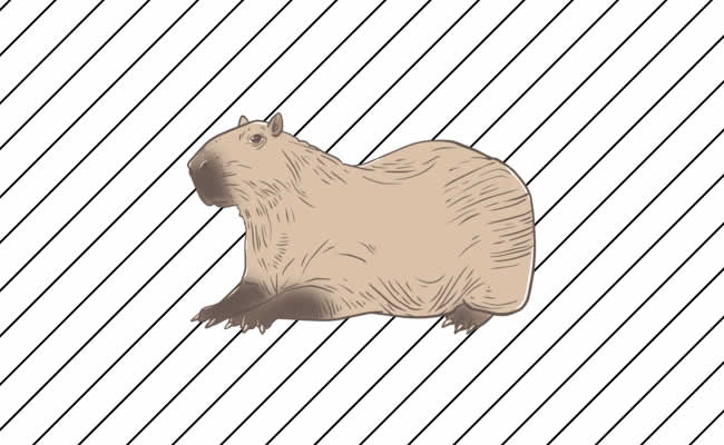 Colorir capivara