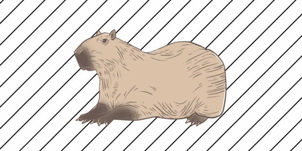 10 Desenhos de Capivara Kawaii para Imprimir e Colorir