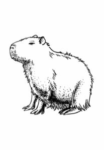 Desenhos de Capivara para colorir - Bora Colorir
