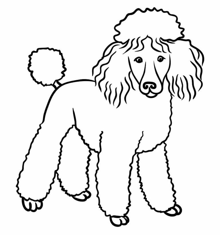 Desenhos de Poodle para colorir - Bora Colorir