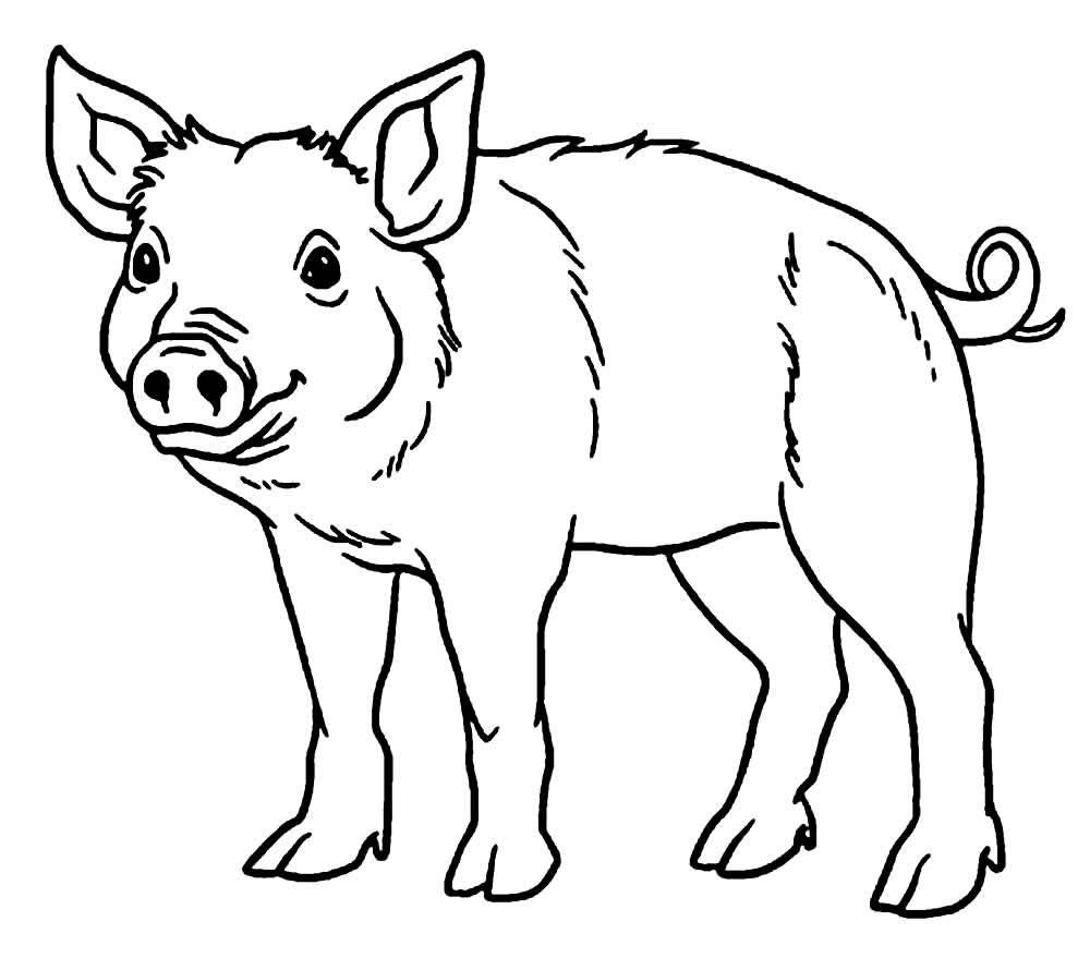 Desenho de Porco para imprimir e colorir