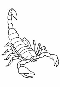 Desenhos de Escorpião para colorir - Bora Colorir