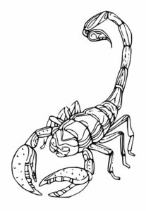 Desenhos de Escorpião para colorir - Bora Colorir