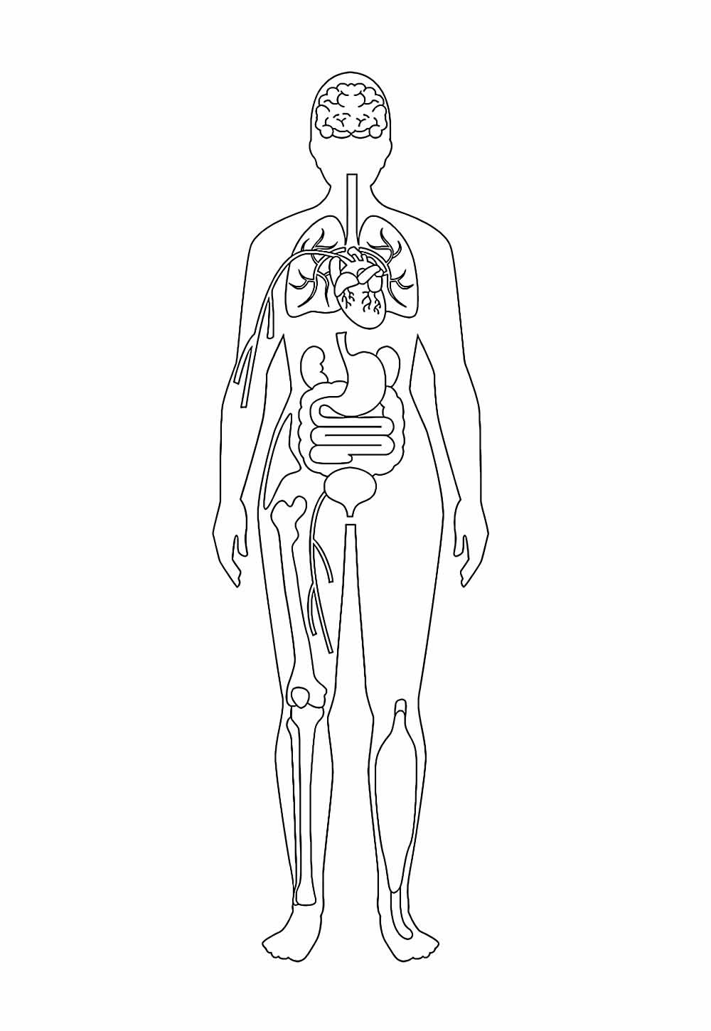 Desenho do Corpo Humano para colorir