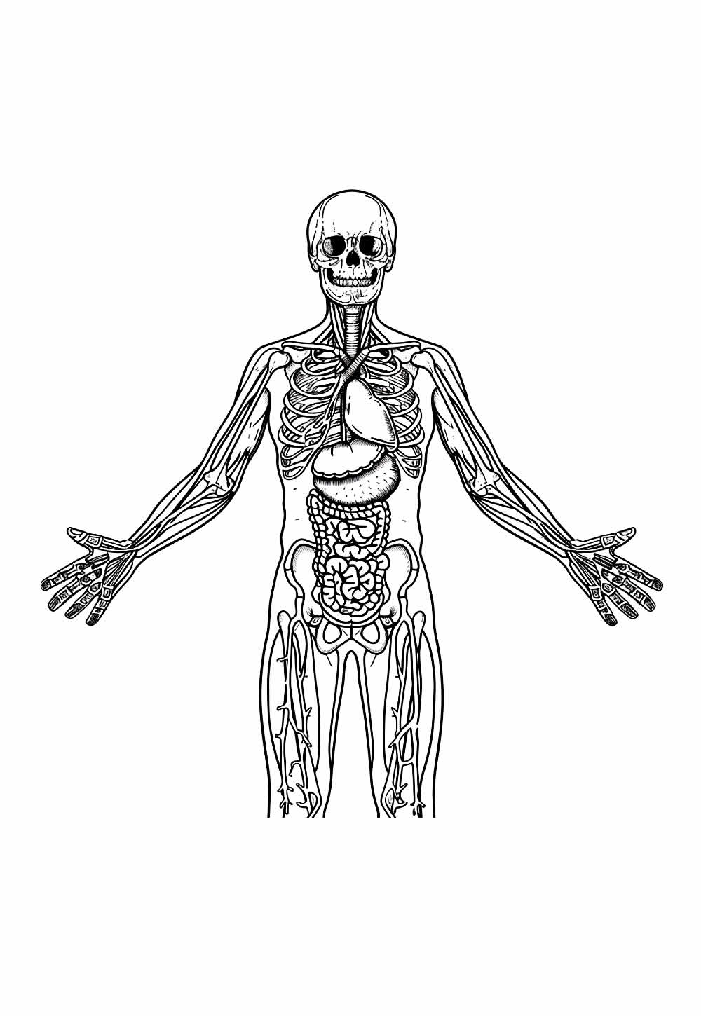 Desenho de Corpo Humano