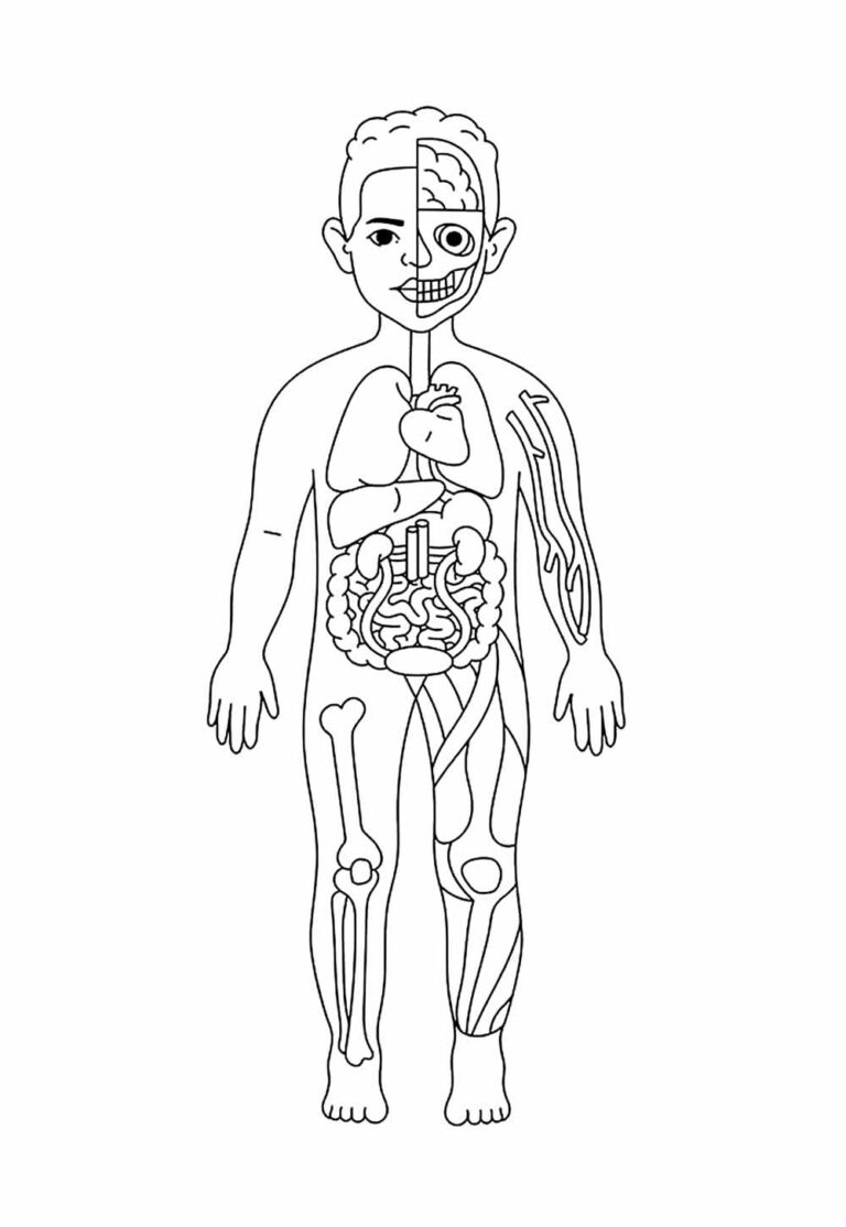 Desenhos do Corpo Humano para colorir - Bora Colorir