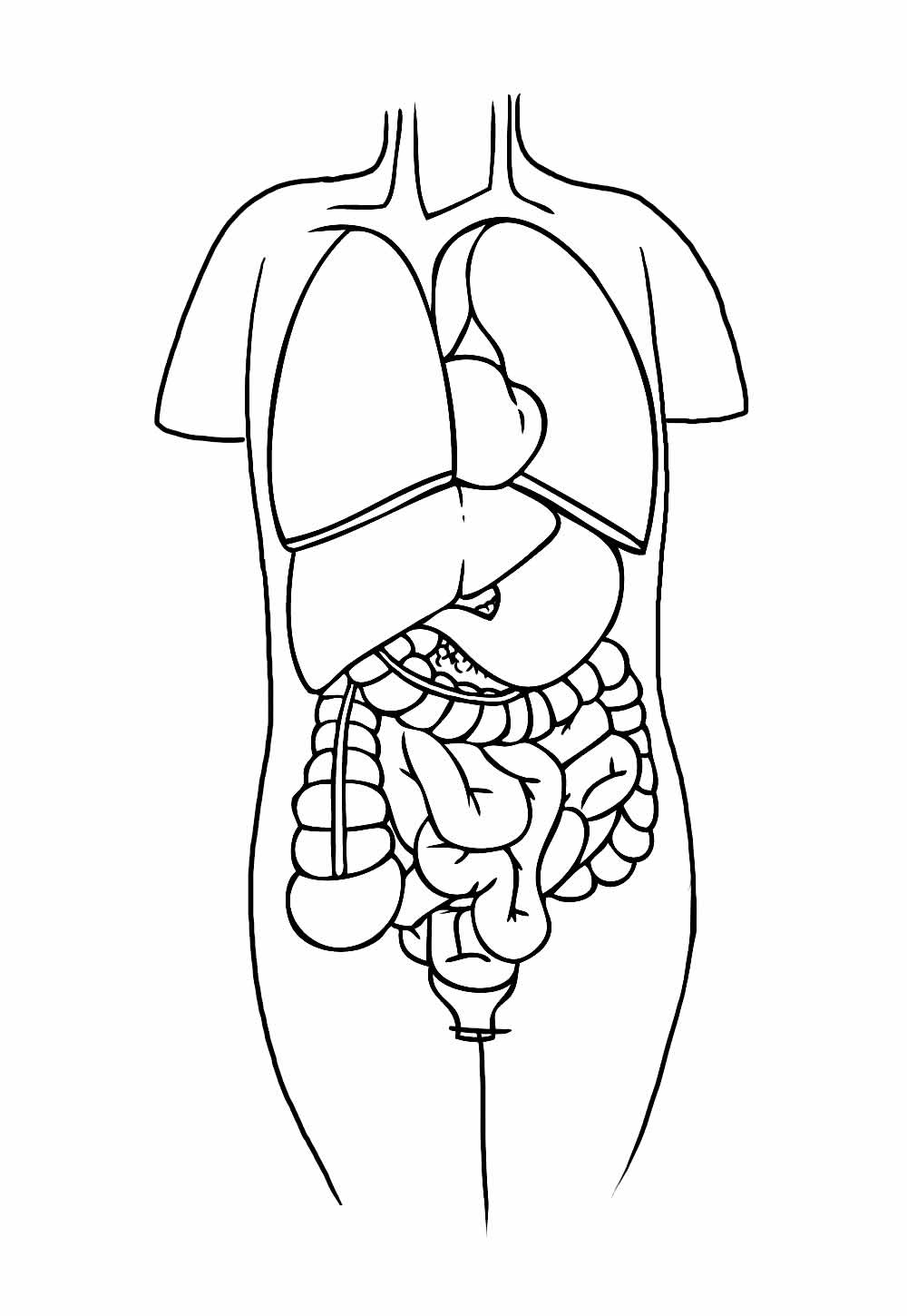 Desenho de Corpo Humano para colorir e pintar