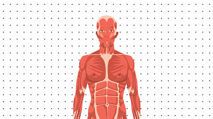 Desenhos de Corpo Humano para colorir