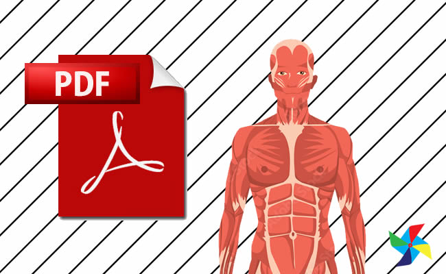 Desenhos de Corpo Humano em PDF