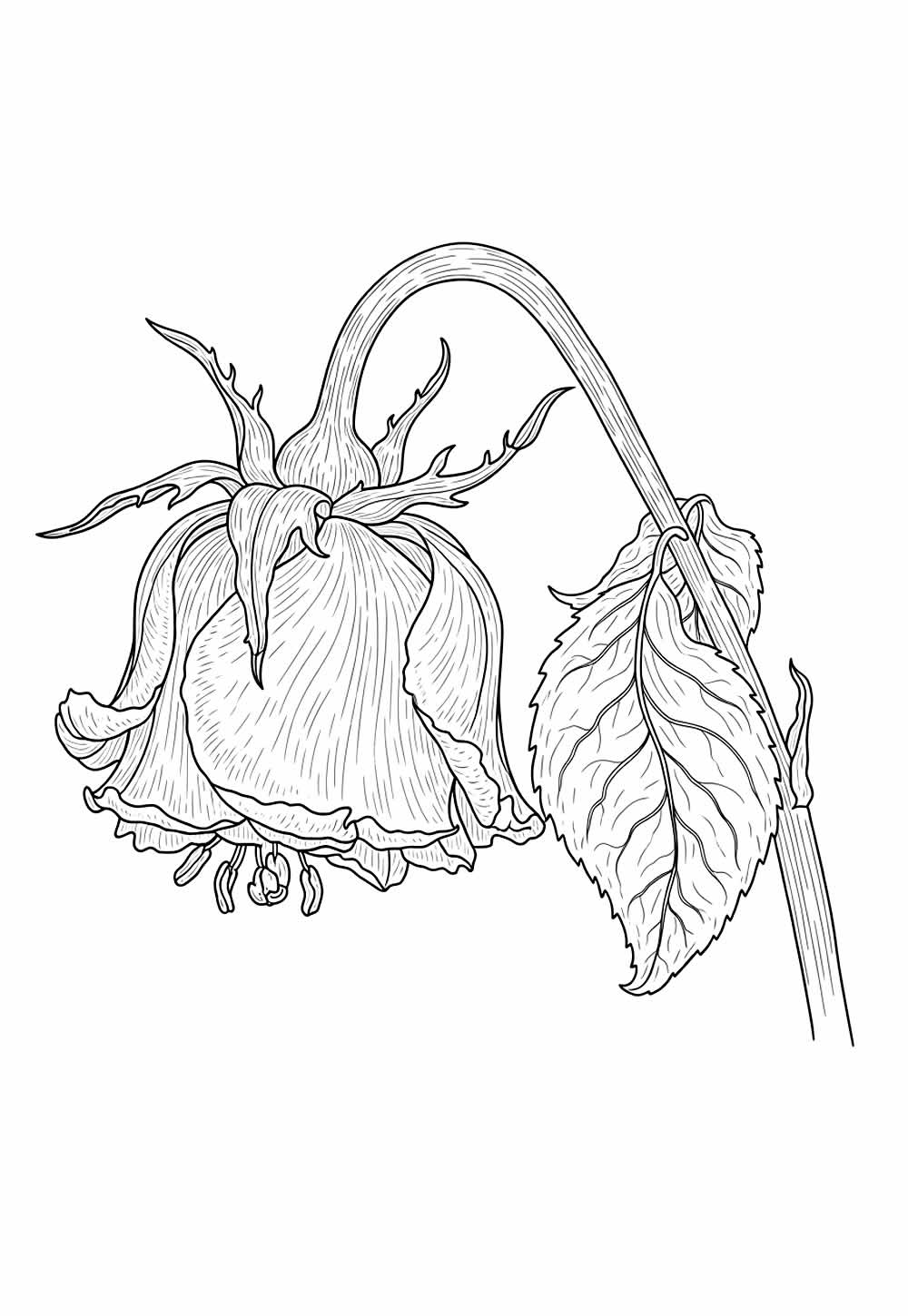 Desenho Flor Colorir
