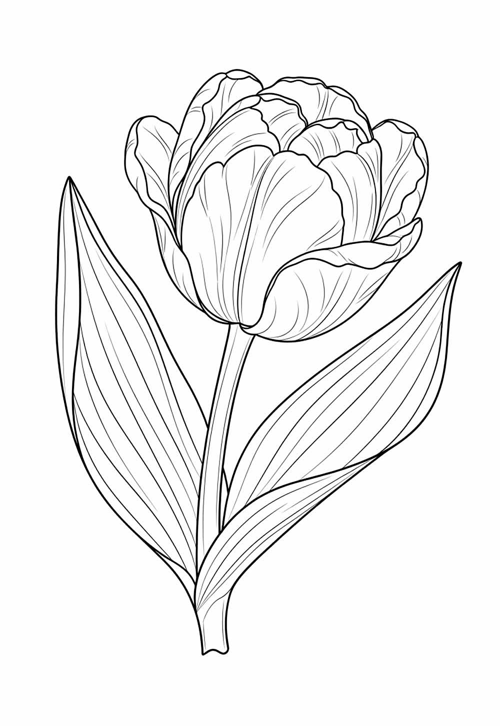 Desenho de Flor Tulipa para colorir