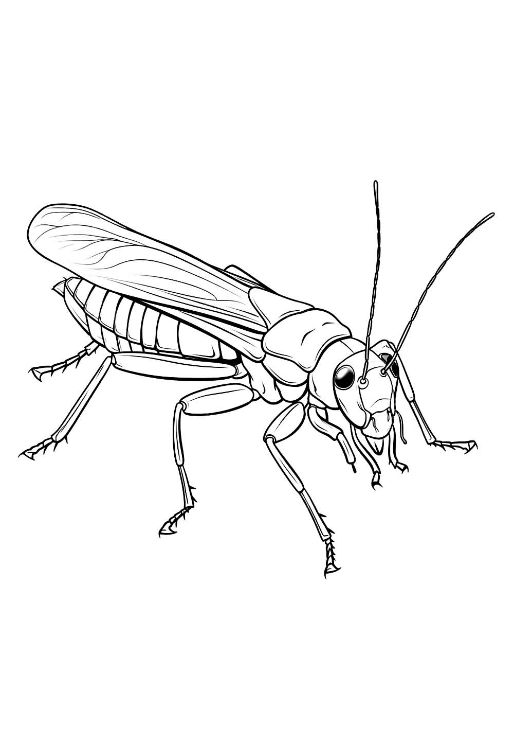 Desenho de Grilo para colorir