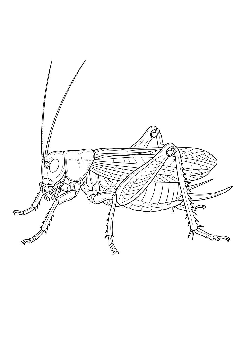 Desenho de Grilo para colorir