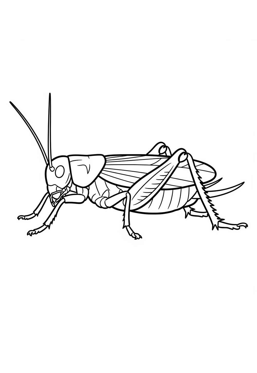 Desenho realista de Grilo para pintar