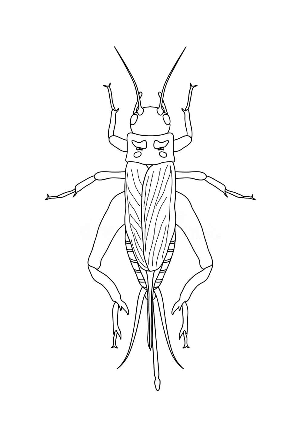 Desenho de Grilo
