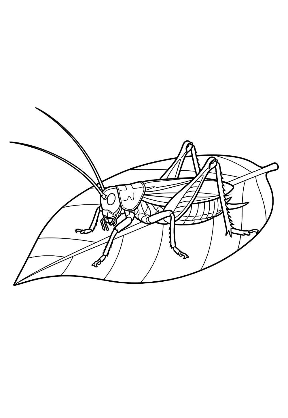 Desenho de Grilo para colorir