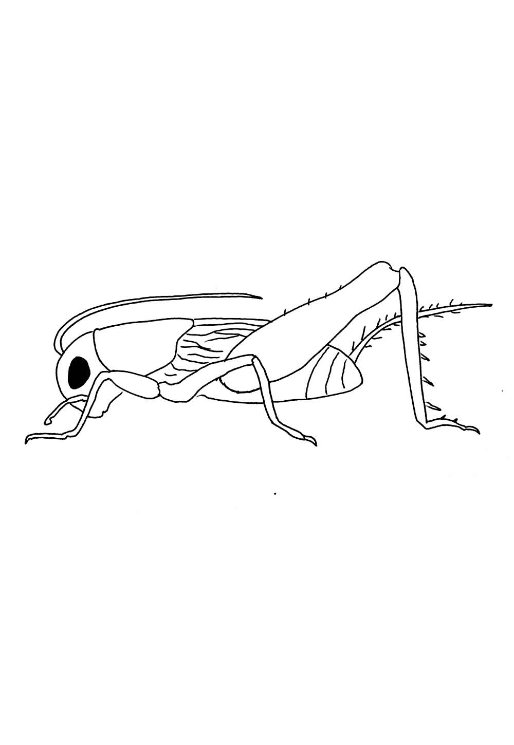 Desenho de Grilo para pintar