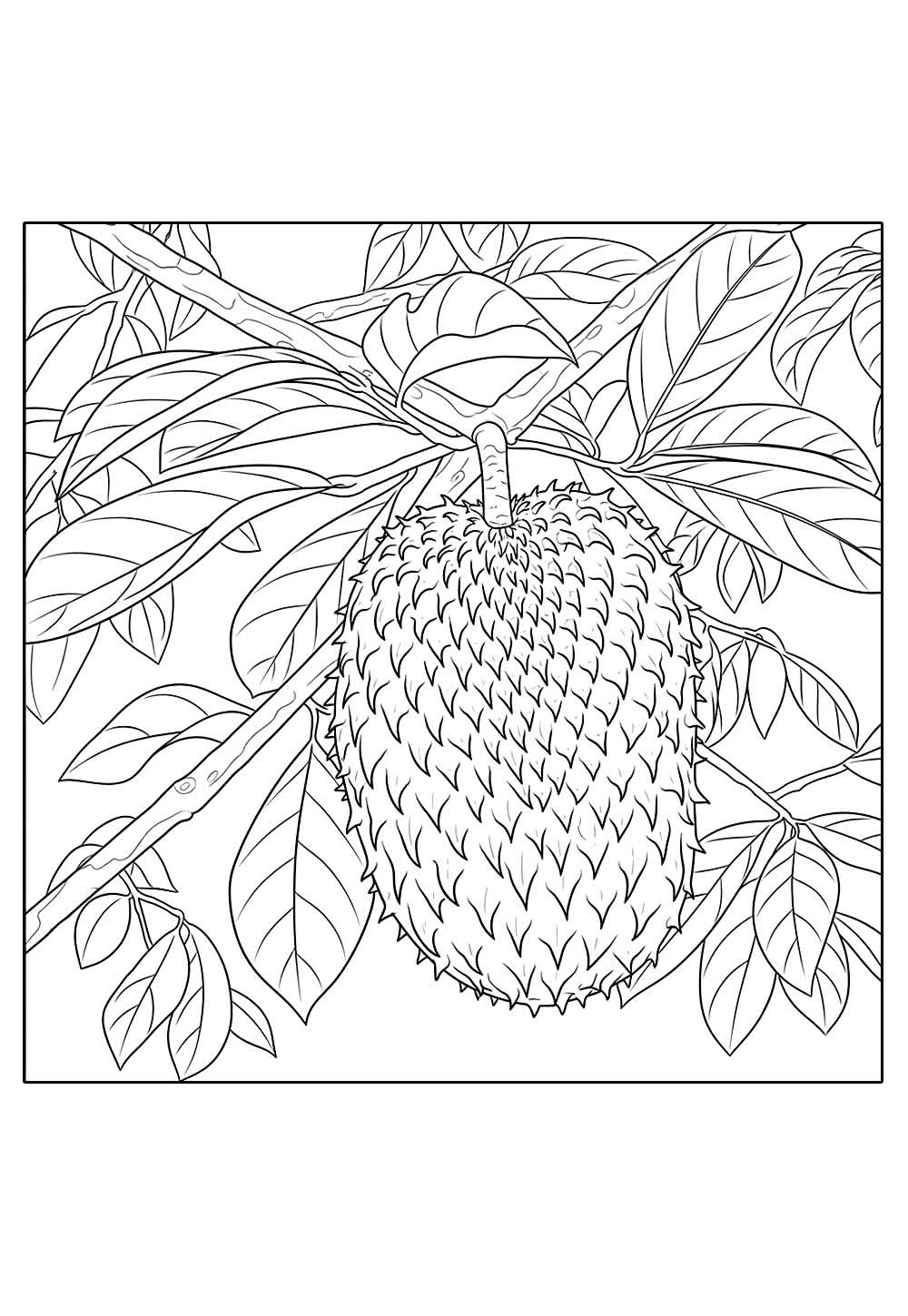 Desenho de Pinha