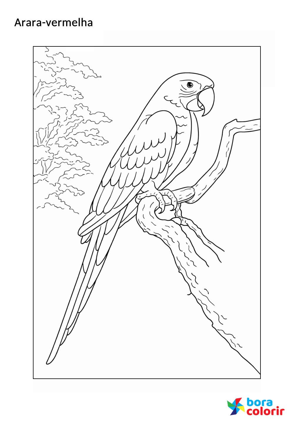 Desenho de Arara-vermelha